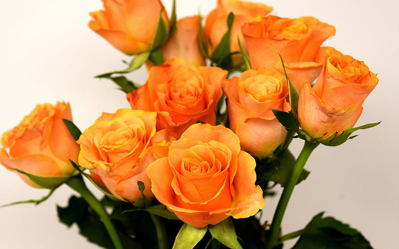 orange roses, beautiful bouquet, rosebuds, orange flowers, roses, HD wallpaper
