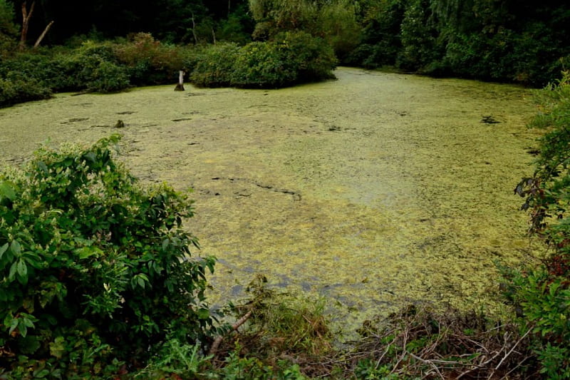 Murky Bog Swamp, murky, summer swamp, swamp, bog, HD wallpaper