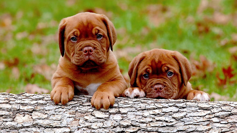 BORDEAUX PUPPIES, bordeaux bulldog, adorable, puppies, french mastiff, HD wallpaper