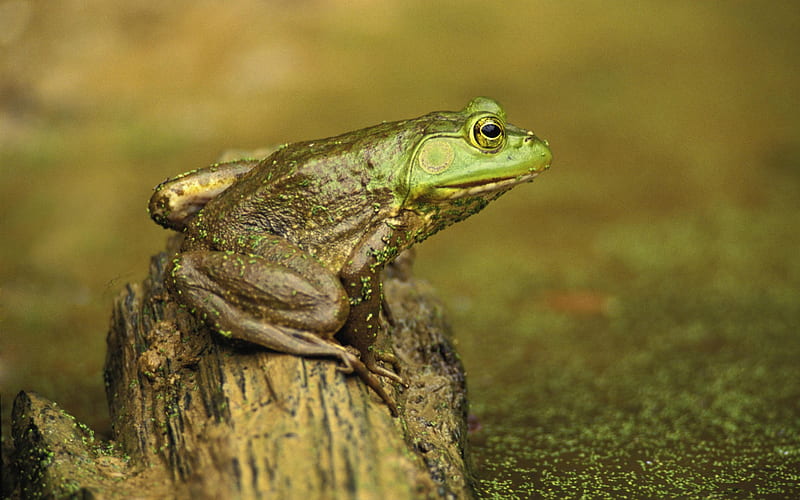green frog and pond-Animal World Series, HD wallpaper