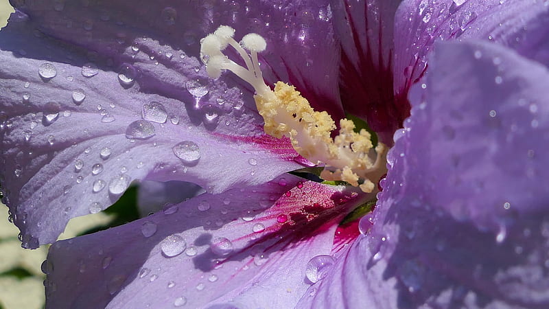 Hibiscus, Purple, Drops, Flower, HD wallpaper