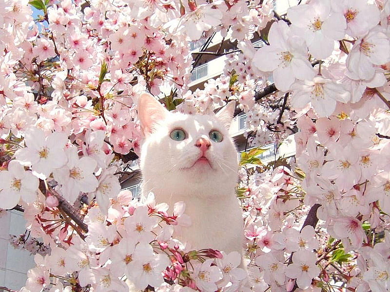 Cat, sakura, spring, animal, cute, blossom, white, pink, pisica, HD wallpaper