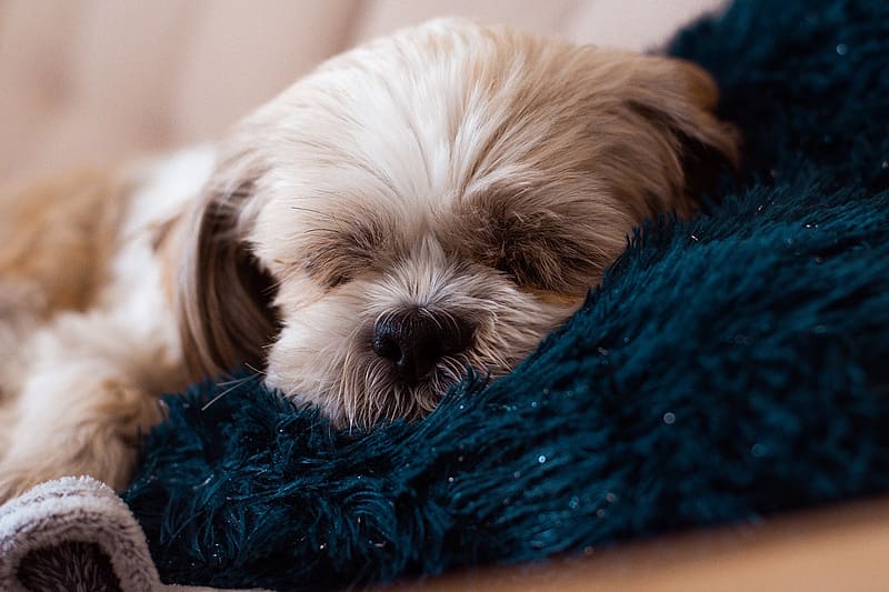 Shih Tzu - Sleeping puppy, alvo, shih Tzu, hazi kedvenc, kiskutya, HD wallpaper