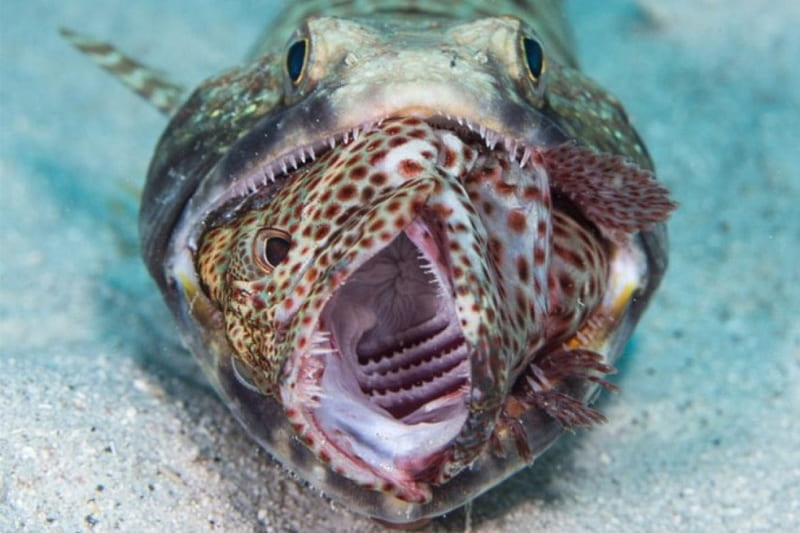 Lizard fish with prey, hungry, eaten, large, animal, HD wallpaper