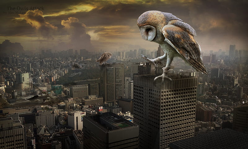 The owls attack, owl, pasare, creative, situation, building, fantasy, city, bufnita, bird, alecmcleod, HD wallpaper