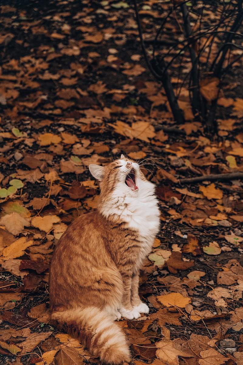 cat, yawn, funny, autumn, foliage, HD phone wallpaper