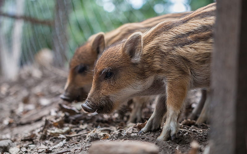 wild small boars, pets, cute animals, forest animals, HD wallpaper