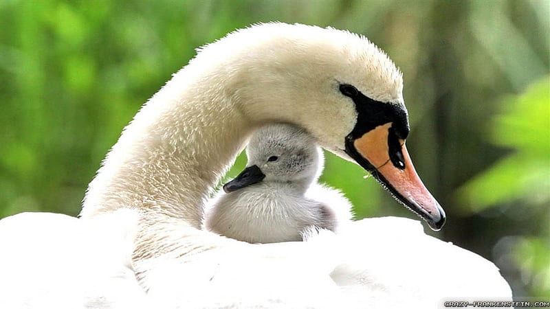 Mother and baby swan, birds, nature, entertainment, HD wallpaper