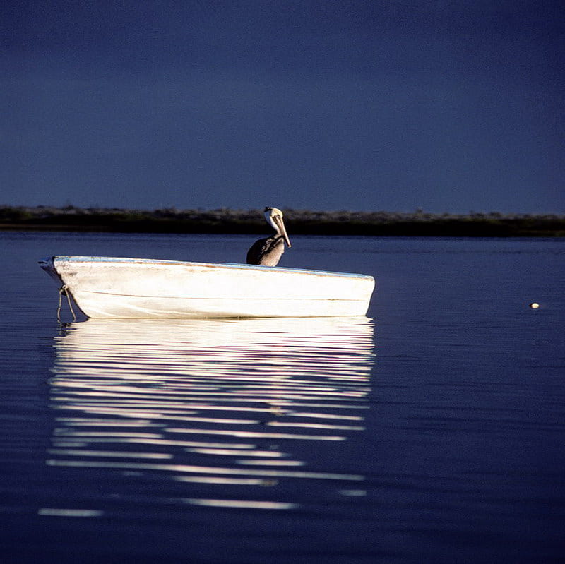 pelican, cute, boat, bird, white, HD wallpaper