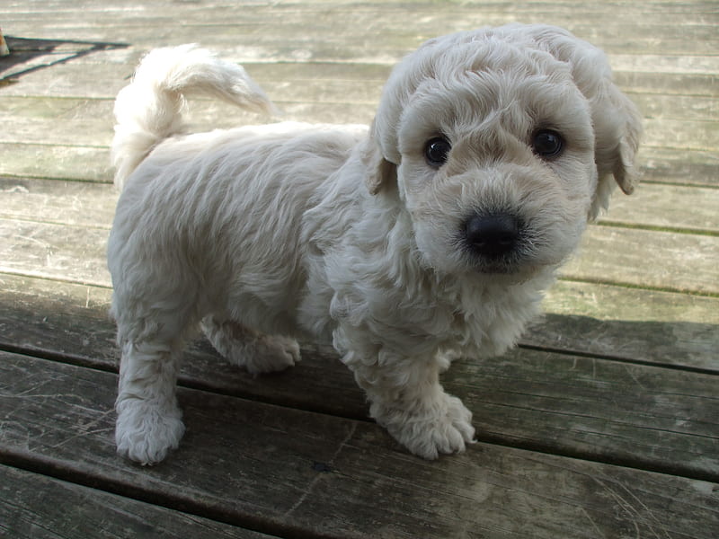Handsome little boy puppy, outside, lhasa apso, boy, brown, fluffy, poodle, bichon frise, HD wallpaper