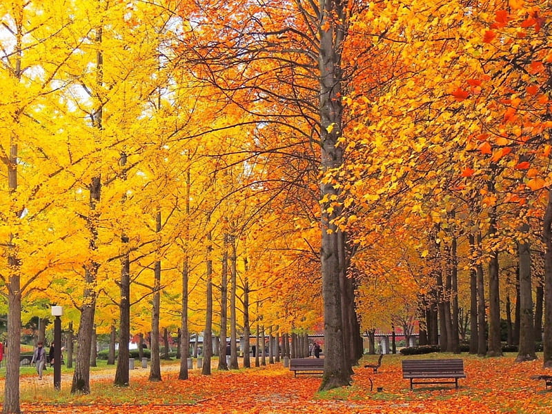 benches under the trees, autum, trees, benches, under, HD wallpaper