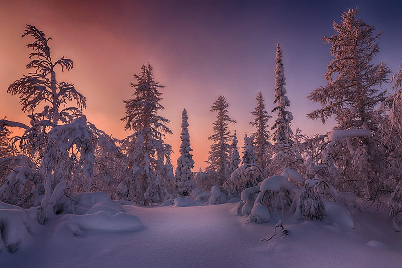 Earth, Sunset, Forest, Sky, Snow, Spruce, Winter, HD wallpaper | Peakpx