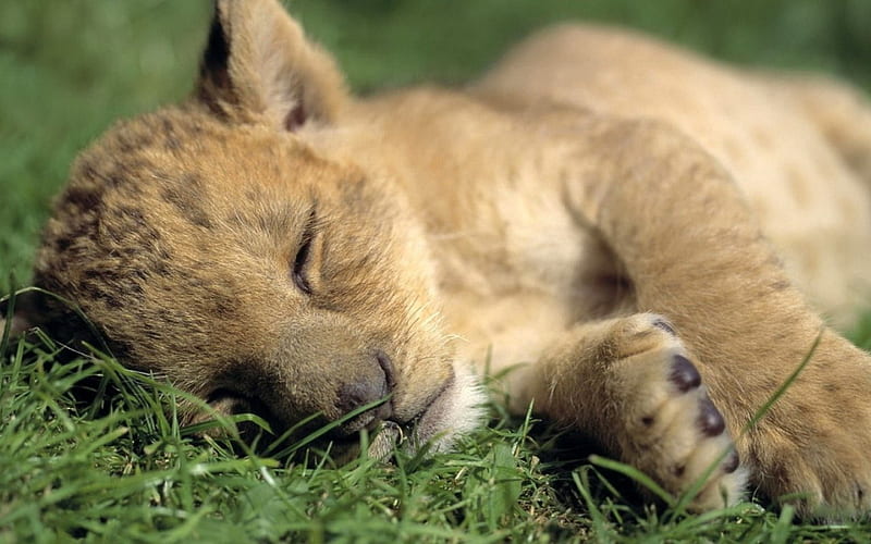 Lion Cub, pretty, bonito, sweet, beauty, face, sleepy, animals, lovely, cat, sleeping, cat face, hat, lion, cute, paws, cub, cats, HD wallpaper