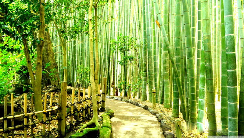 Bamboo Forest in Japan, bamboo forest, forests, japan, bamboo, HD wallpaper