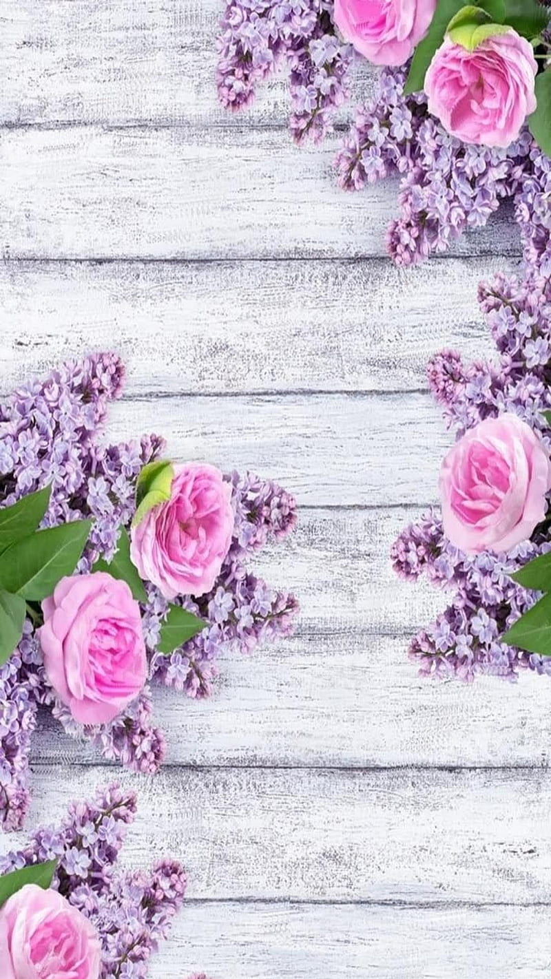 Rosa rosa lila 1, flores, lilas, rosas, s de madera, Fondo de pantalla de  teléfono HD | Peakpx