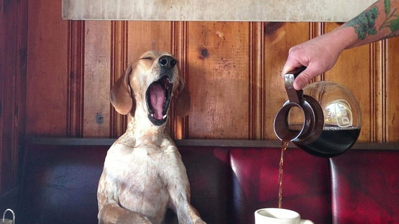 dog yawns, art, coffee, dogs, yawns, animal, HD wallpaper