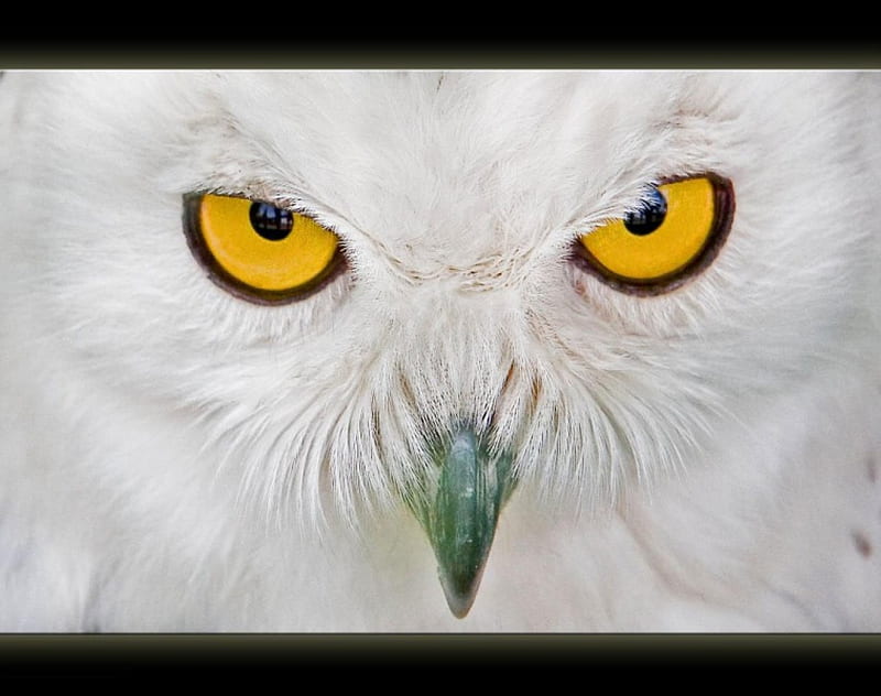 snowy owl, yellow, face, eyes, head, HD wallpaper