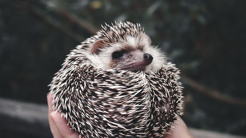 hedgehog, animal, prickly, hands, cute 16:9 background, Cute Porcupine, HD wallpaper