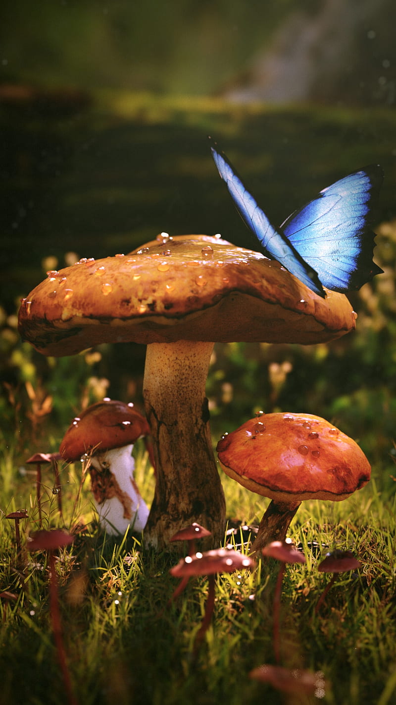 Mushroom Butterfly , grass, wet, dew, mushrooms, HD phone wallpaper
