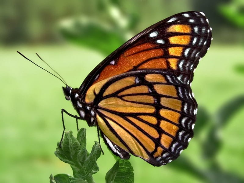 Viceroy Butterfly, pretty, brown, orange, black, desenho, bonito, animal, orange-black, butterfly, natural beauty, nature, HD wallpaper