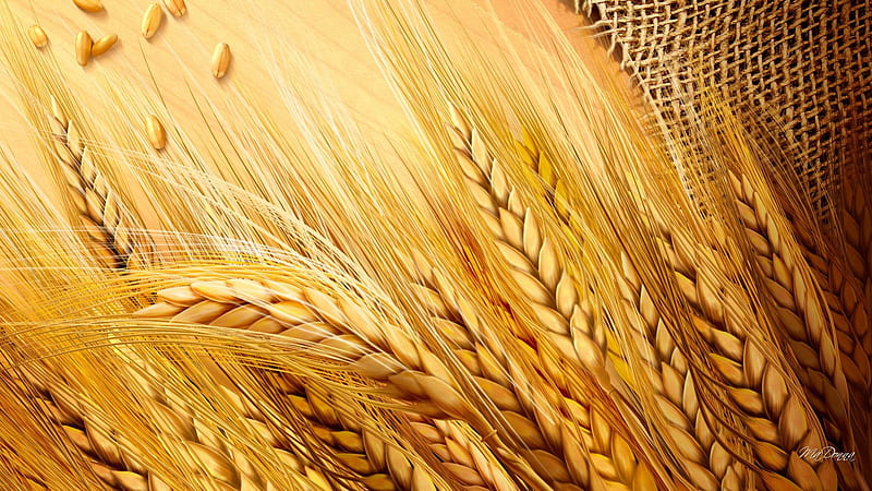 Goodness of Grains, fall, autumn, harvest, grain, grass, wheat, crop, agriculture, farm, gold, summer, oats, HD wallpaper