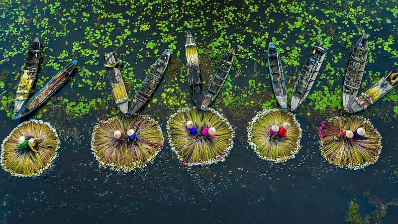 Water lily harvest Mekong River Delta Long An Vietnam Bing, HD wallpaper