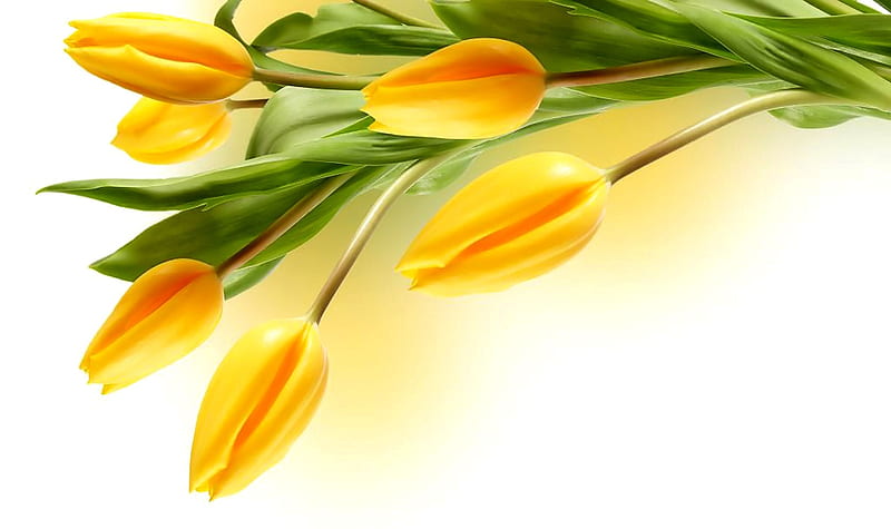 Yellow tulips, bouquet, flowers, yellow, sunny, beauty, tulips, HD wallpaper