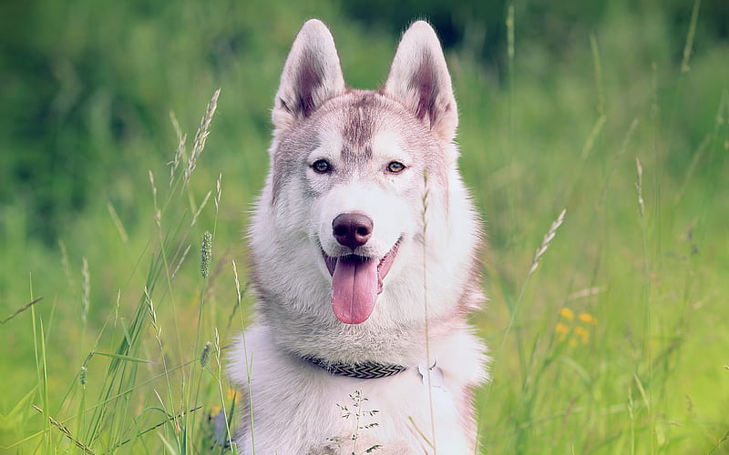 Siberian Husky, muzzle, pets, cute animals, Husky, dogs, Siberian Husky Dog, HD wallpaper