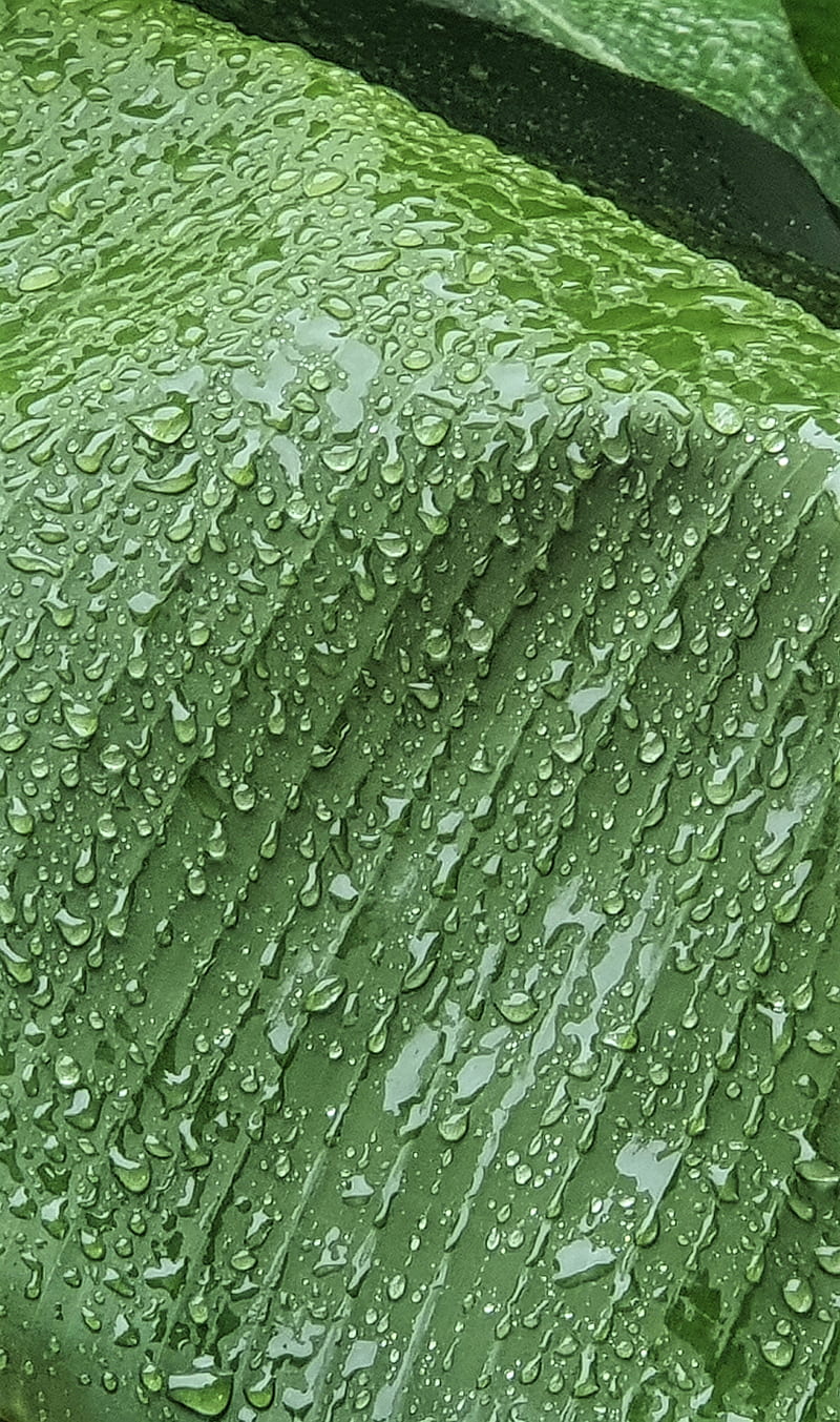 Banana Leaf, fruit, green, leaves, nature, rain, raindrops, water, wet, HD phone wallpaper