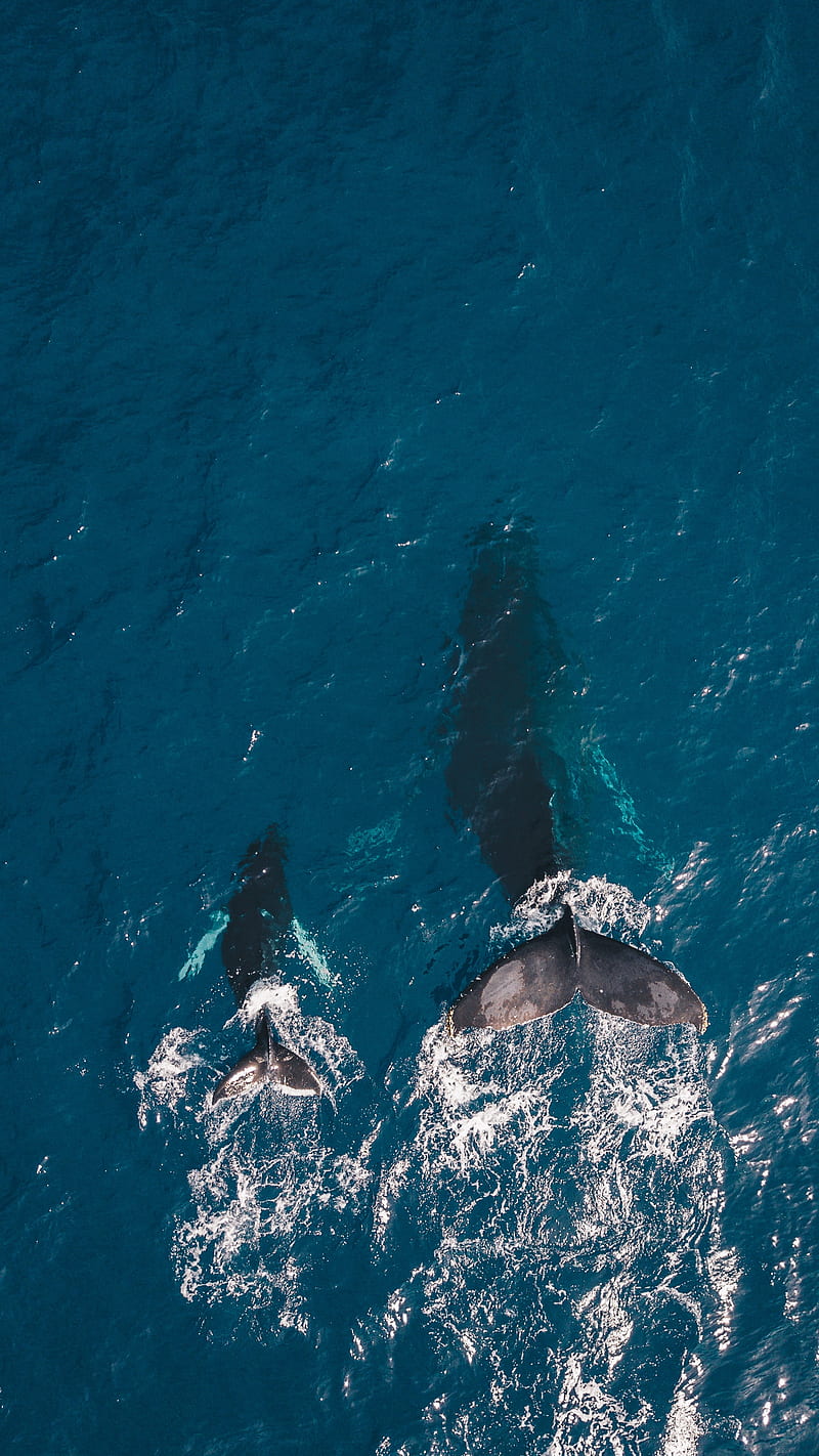 Orcinus orca, ocean, sea, sharks, wave, whales, HD phone wallpaper