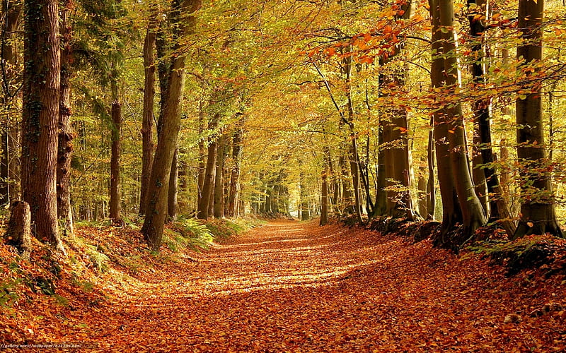 Autumn Forest Path, forest, autumn, path, nature, road, trees, HD ...