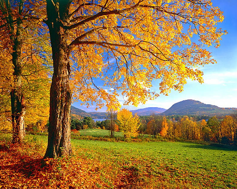 Colorful Vermont, colorful, autumn, wonderful, bonito, leaves, green, best,  fields, HD wallpaper | Peakpx