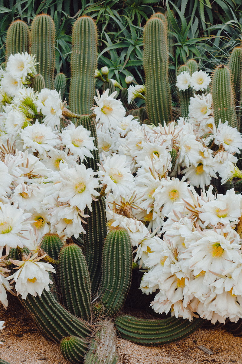 green cactus with flowers, HD phone wallpaper