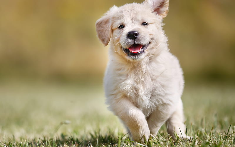 Golden retriever, puppy small dog, cute animals, small retriever, HD wallpaper