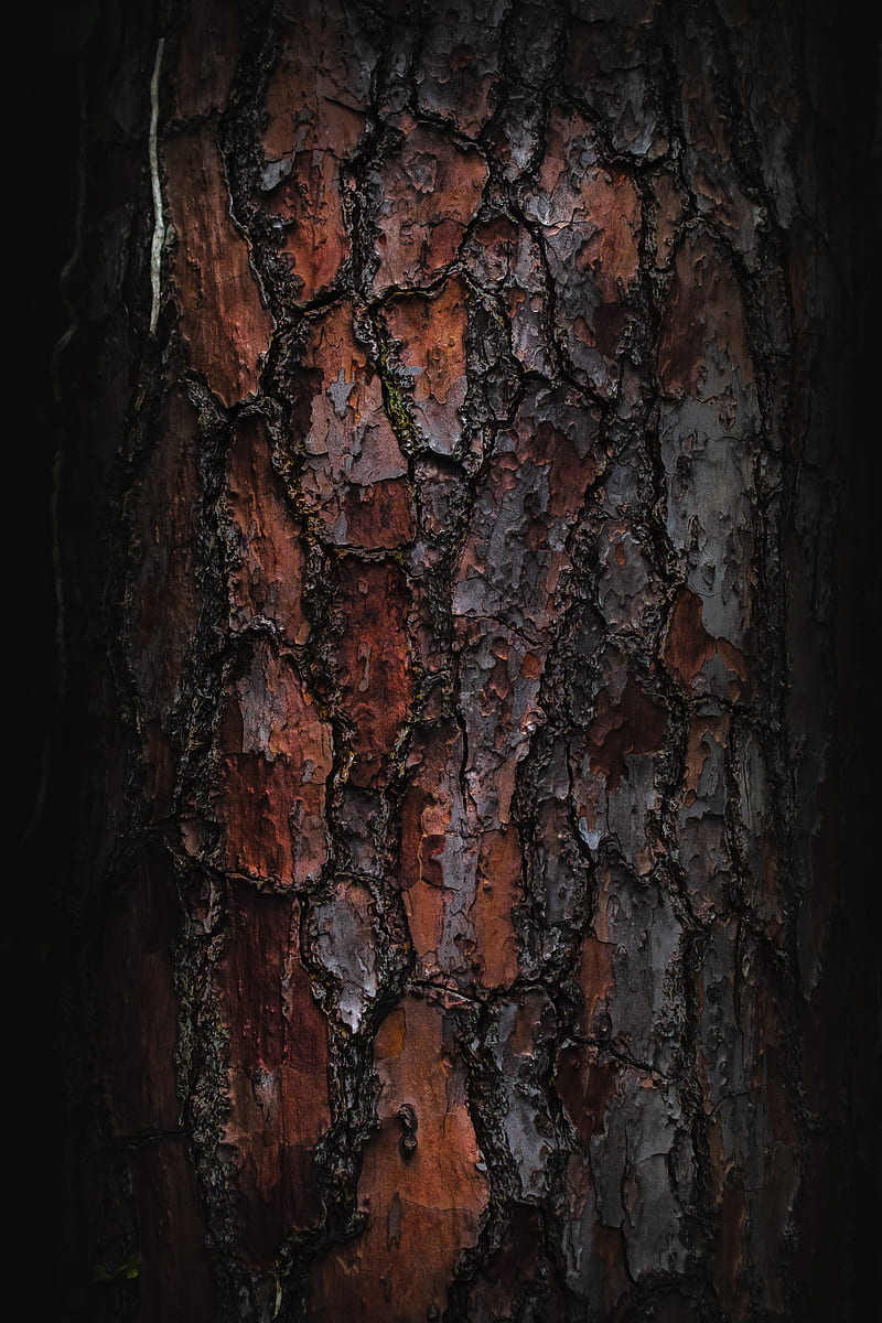 bark, macro, tree, wooden, HD phone wallpaper