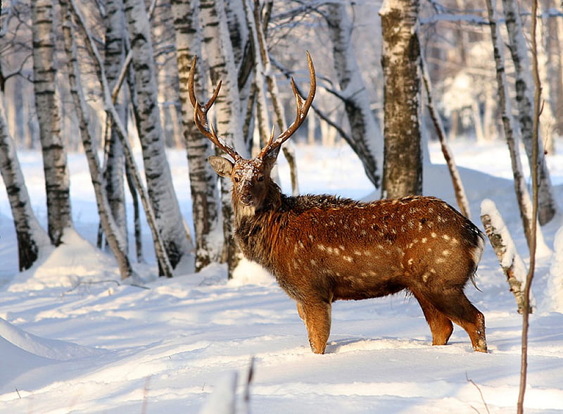 Winter Deer, Animal, Snow, Deer, Winter, HD wallpaper