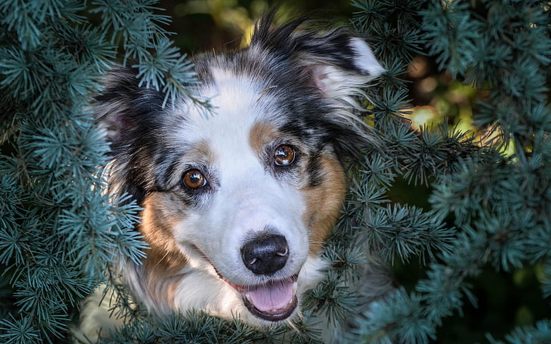 Australian Shepherd Dog, cute animals, dog, aussie, fir-tree, needles, dog breeds, HD wallpaper