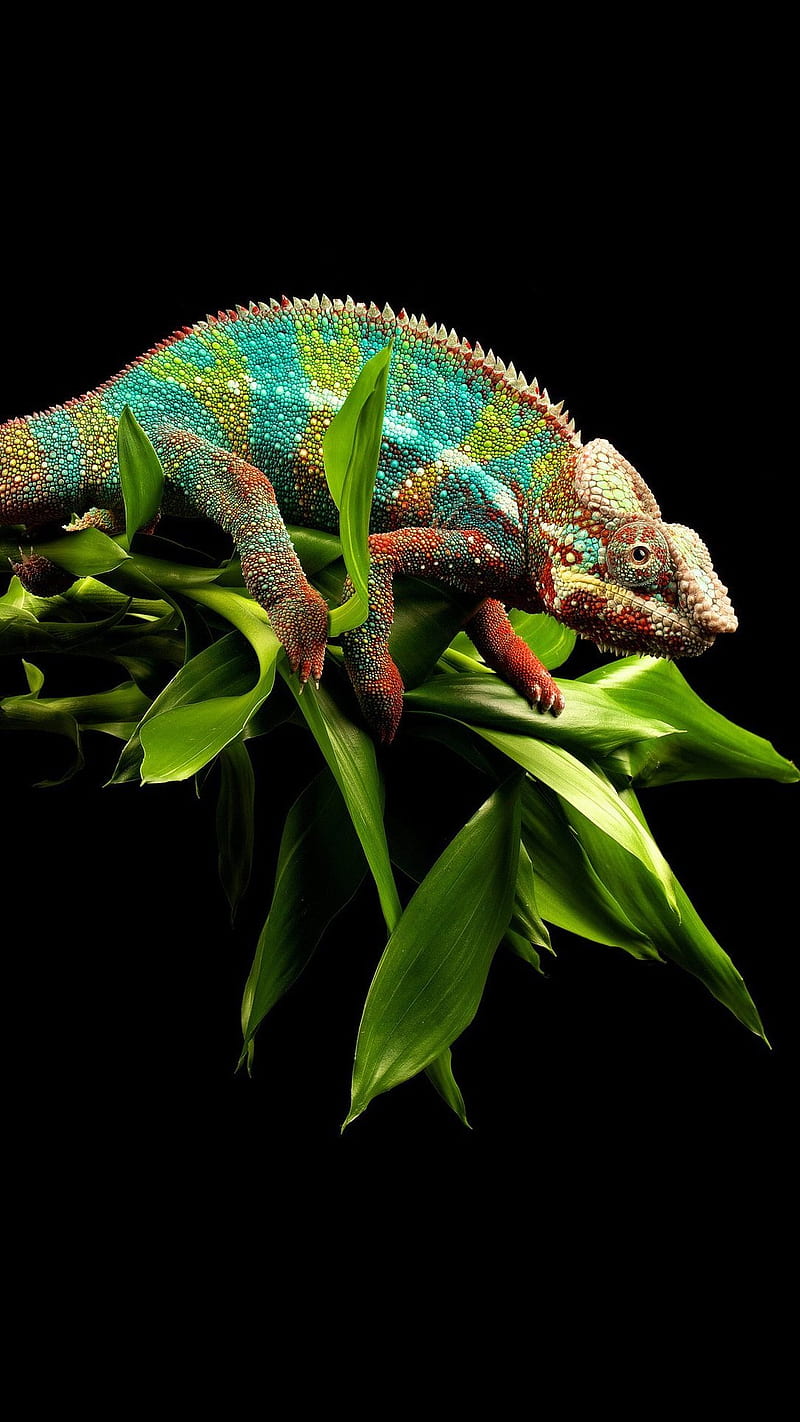 REPTILIAN, chameleon, animal, reptile, HD phone wallpaper