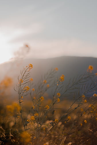 10000 Free Wildflowers  Dandelion Images  Pixabay