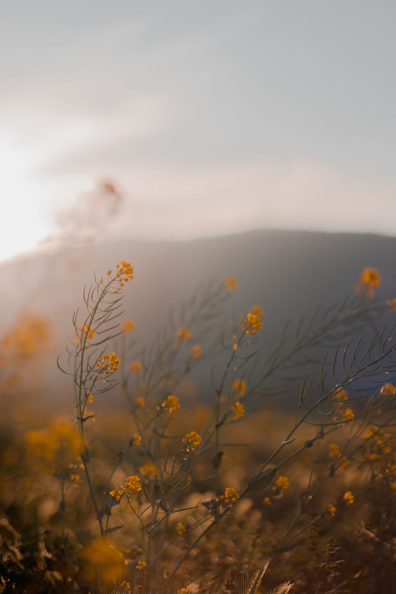 flowers, wildflowers, grass, yellow, HD phone wallpaper