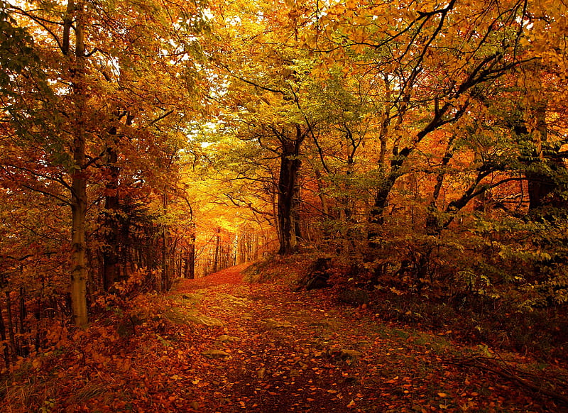 Forest Path, fall, autumn, leaves, trees, HD wallpaper | Peakpx