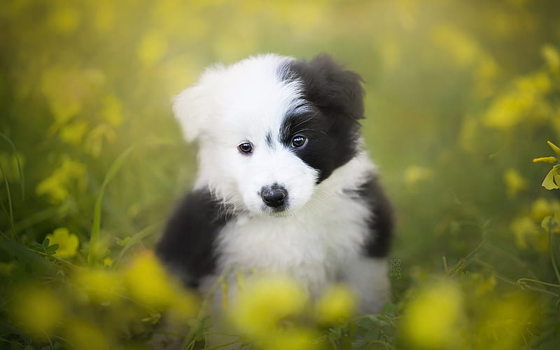 Border Collie, caine, black, yellow, spring, animal, sweet, cute, green, summer, flower, white, field, puppy, dog, HD wallpaper