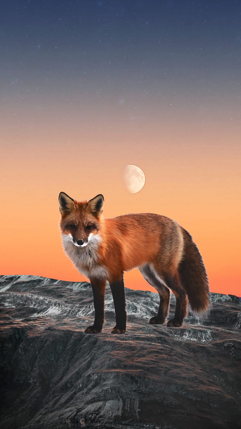 Fox, 