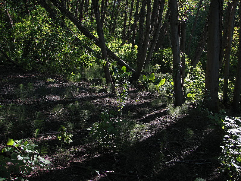 1 of 3 forest evening shadows near Dumas Bay, shadows, forest, evening, woods, HD wallpaper