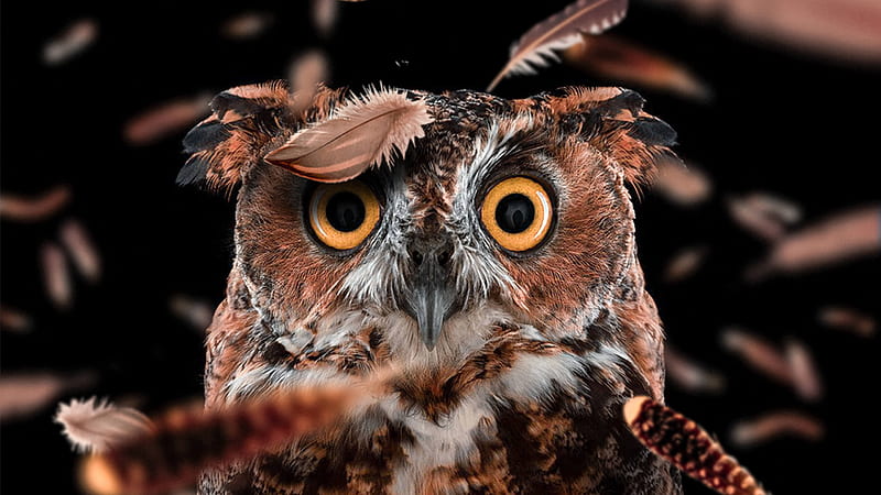 Curious Owl, owl, birds, HD wallpaper