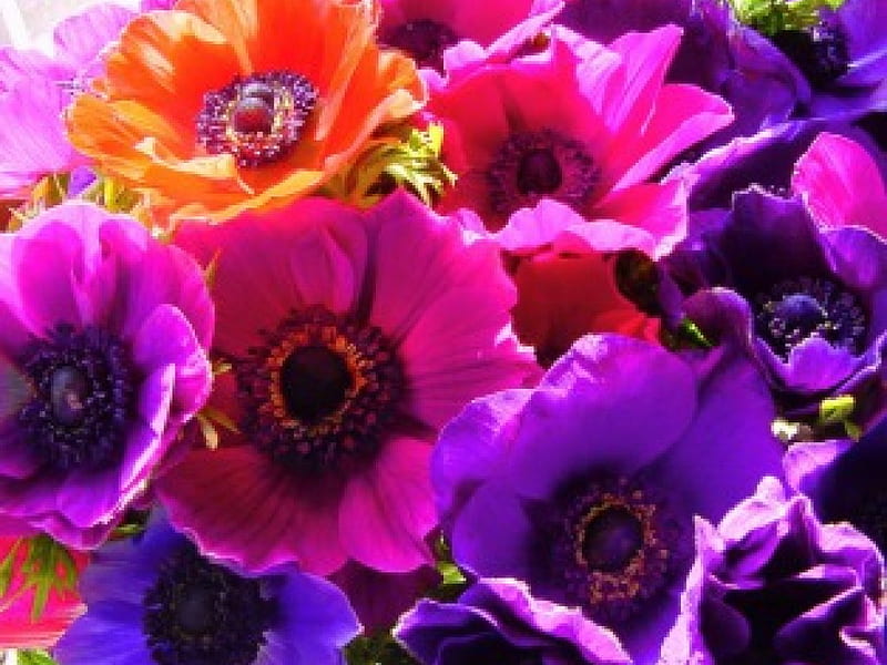 Poppies in the sun, red, purple, sunlight, poppies, pink, HD wallpaper