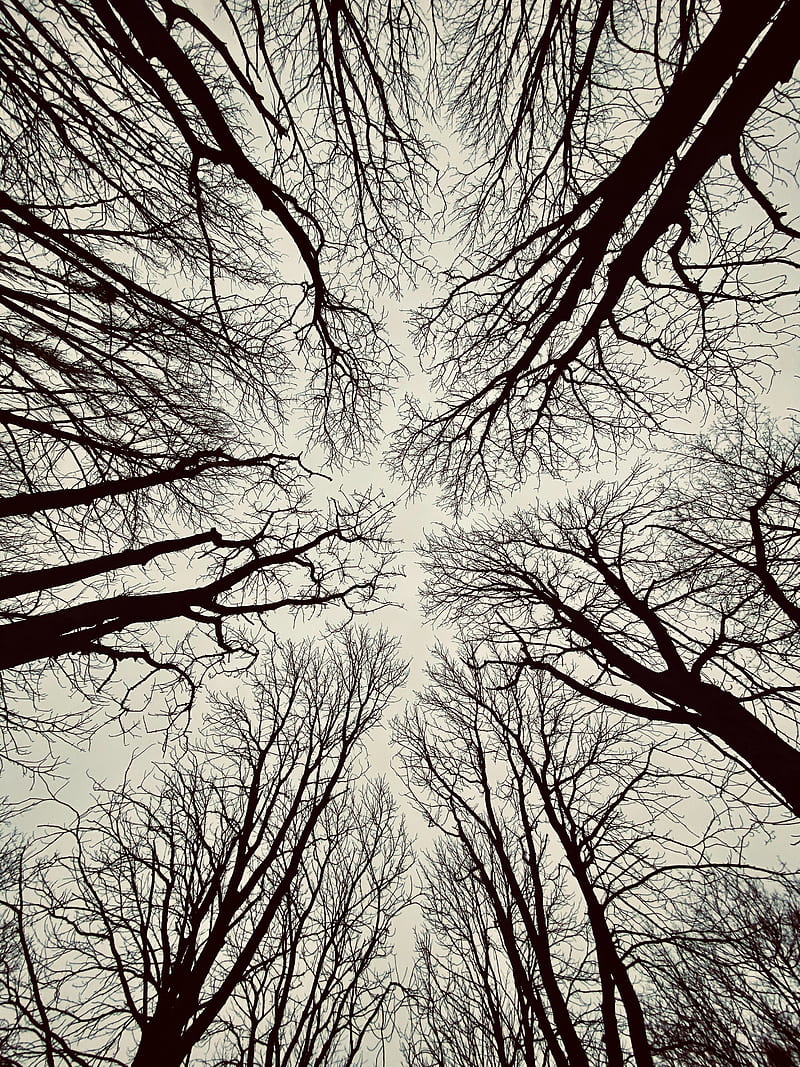 trees, branches, bottom view, sky, HD phone wallpaper