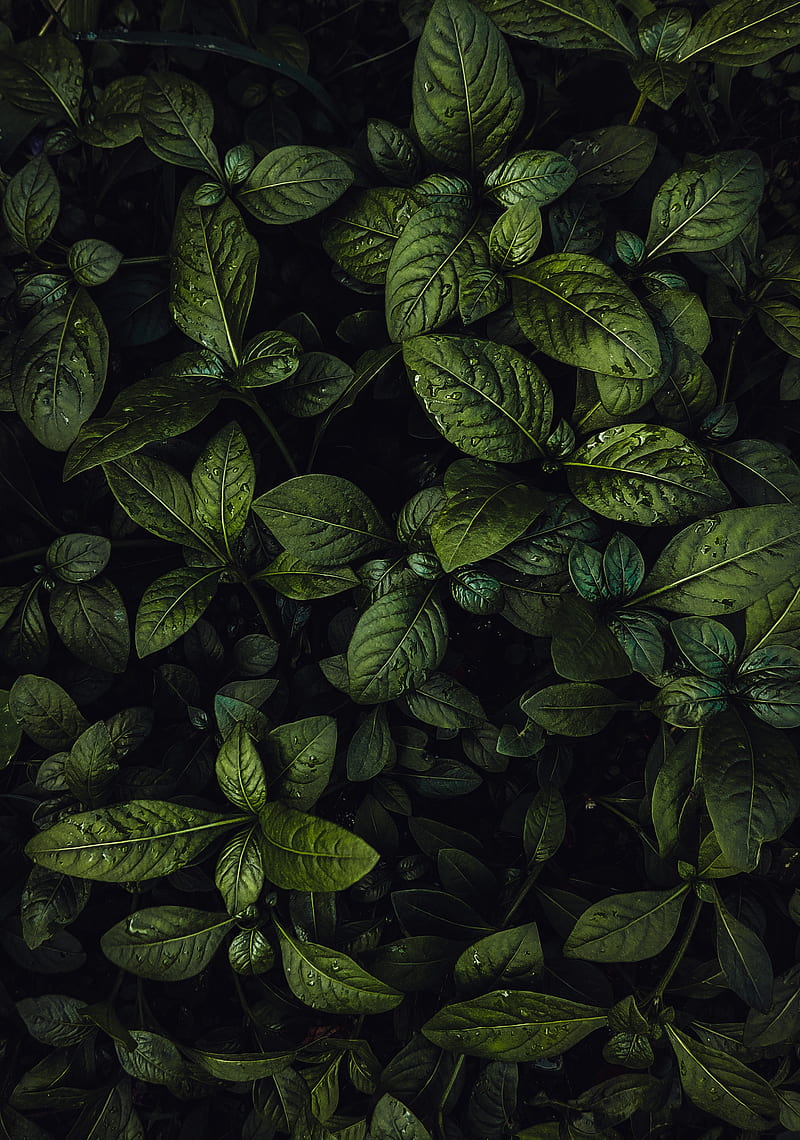 leaves, plant, drops, water, HD phone wallpaper