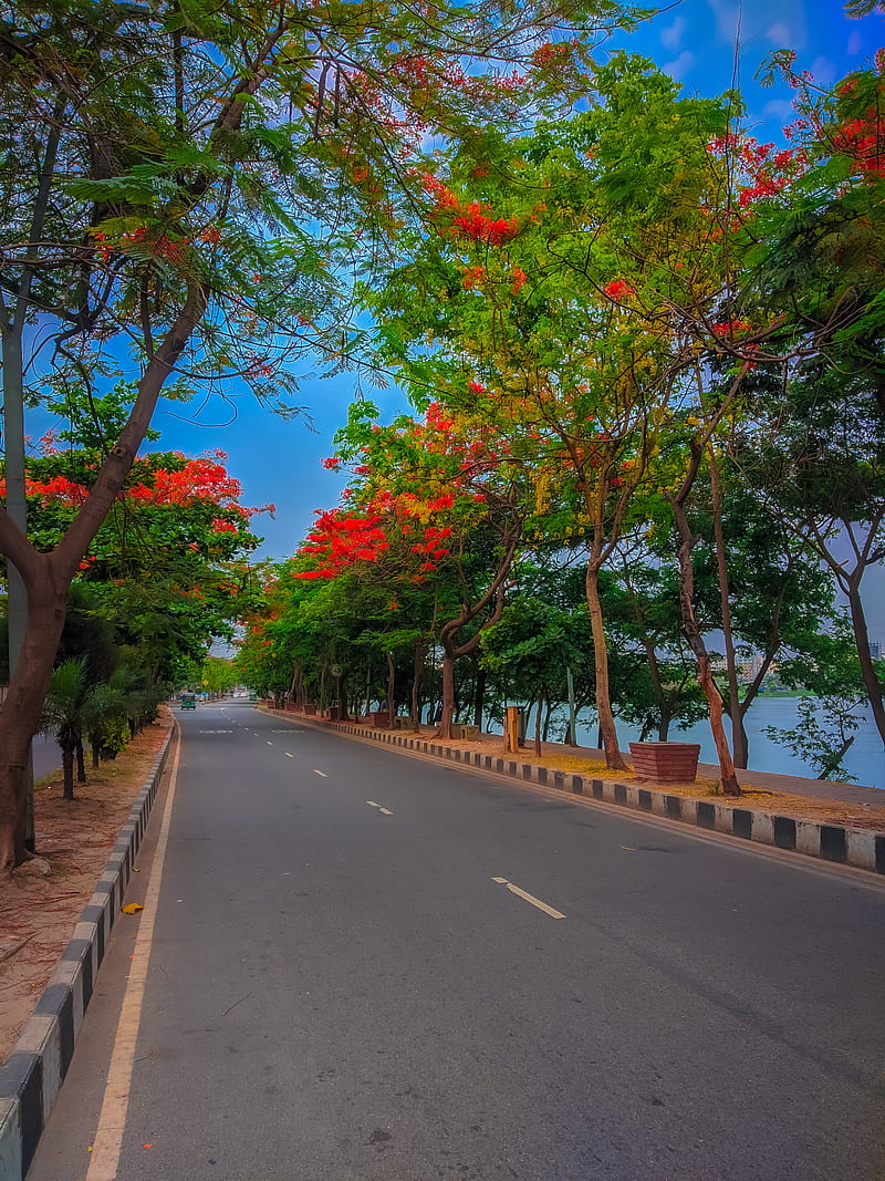 Beautiful road, spring, amazing, autumn road, fall, natural road, season, bangladesh, flower, HD phone wallpaper
