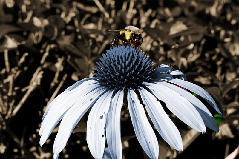 Flower Pollination, honeybees, pollinating, bees, HD wallpaper